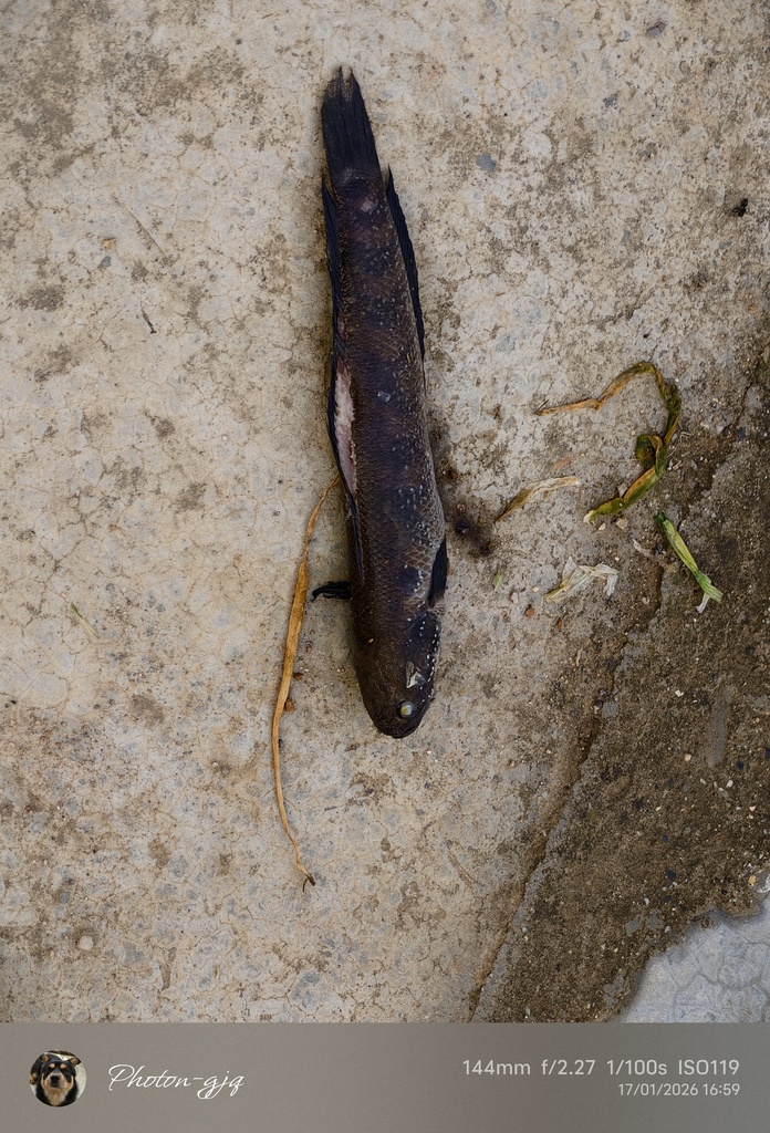 Small snakehead (Channa asiatica) — Channidae
