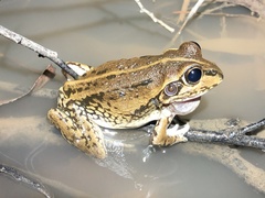 Ranoidea alboguttata