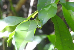 Philothamnus natalensis