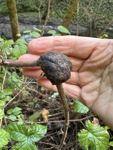 Thimbleberry Gall Wasp photo 4