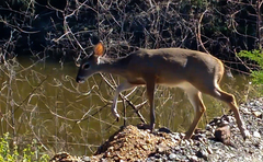 Odocoileus virginianus sinaloae