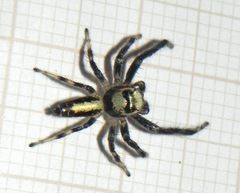 Thyene coccineovittata