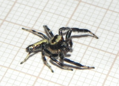 Thyene coccineovittata