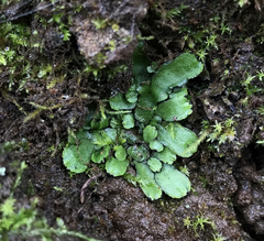Targionia hypophylla