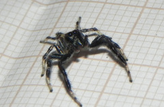 Thyene coccineovittata