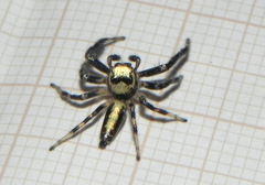 Thyene coccineovittata