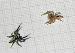 Thyene coccineovittata