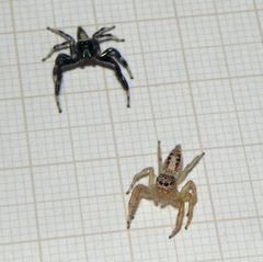 Thyene coccineovittata