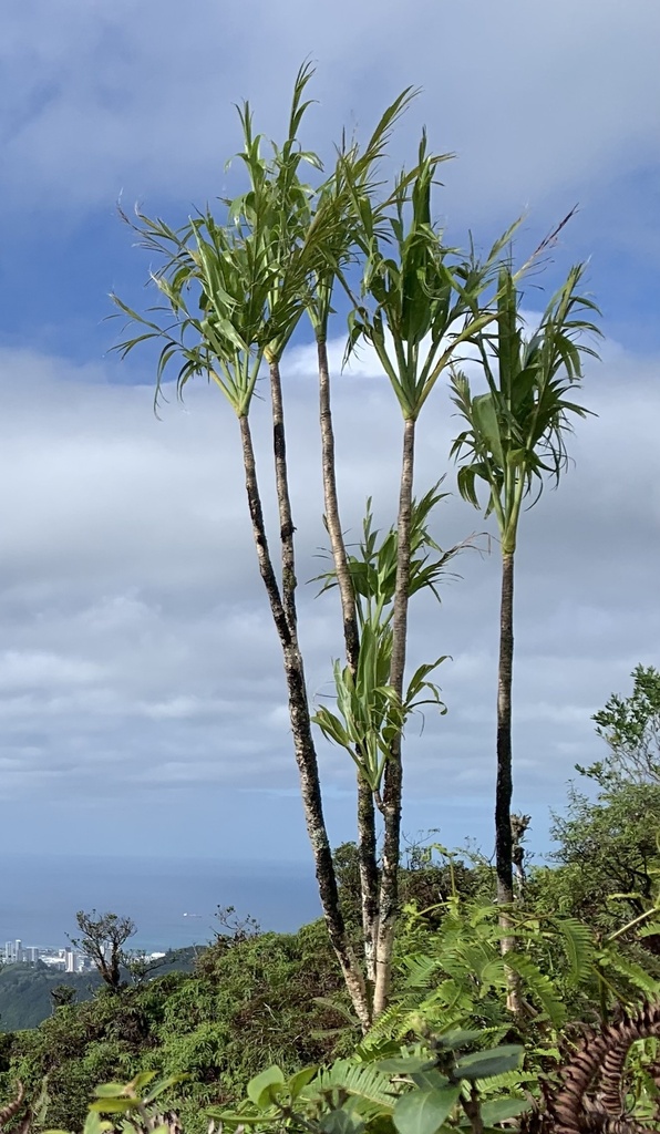 cây huyết dụ – Cordyline fruticosa