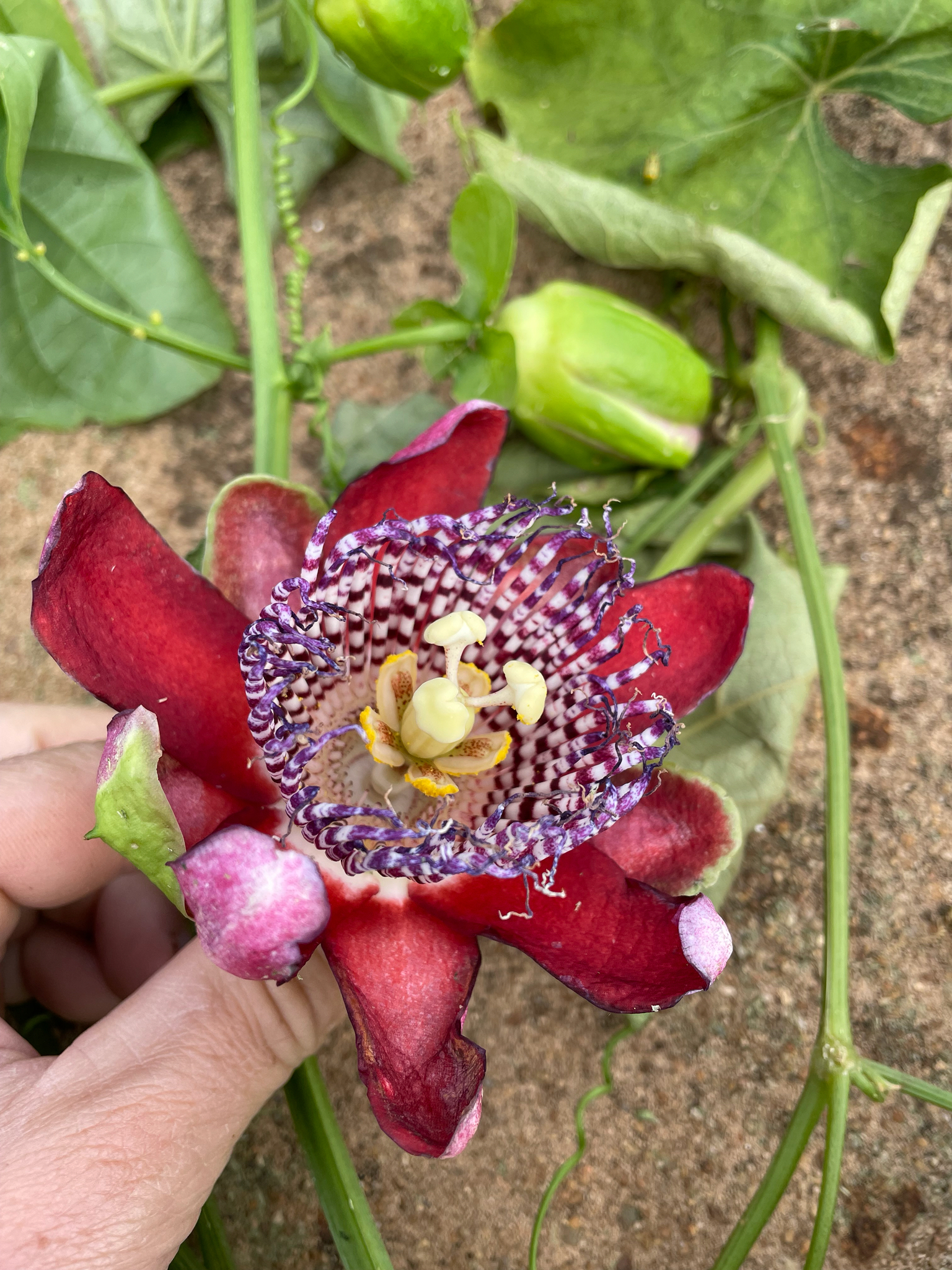 Passiflora alata