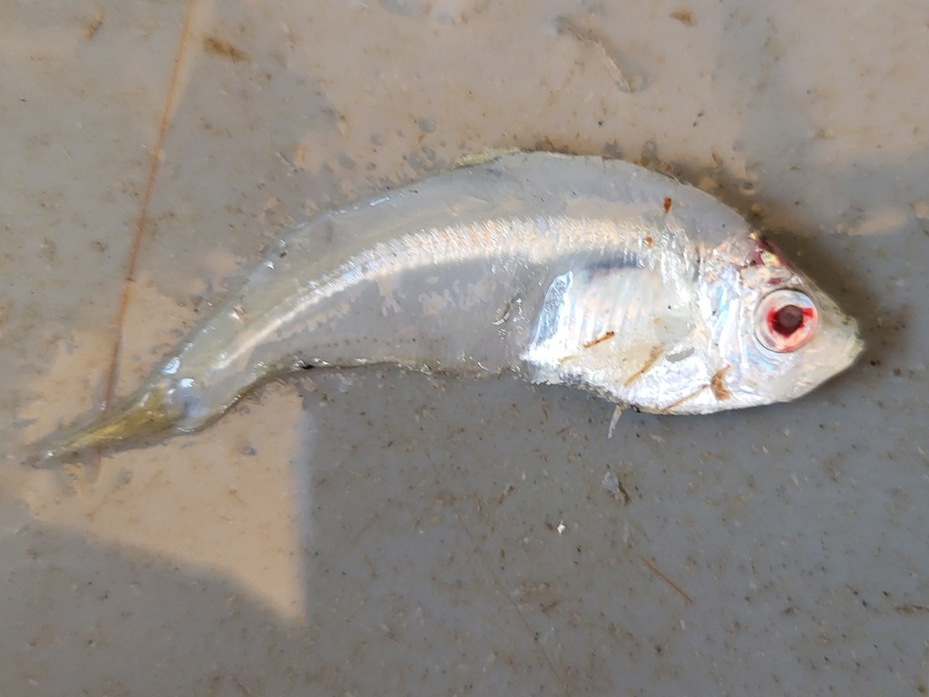 West-Afrikaanse ilisha (Ilisha africana) — Pristigasteridae