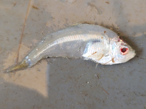 West African ilisha (Ilisha africana) — Pristigasteridae