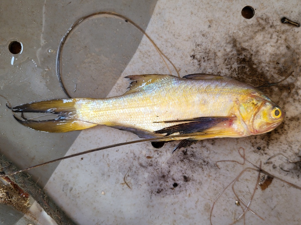 Royal threadfin (Pentanemus quinquarius) — Polynemidae