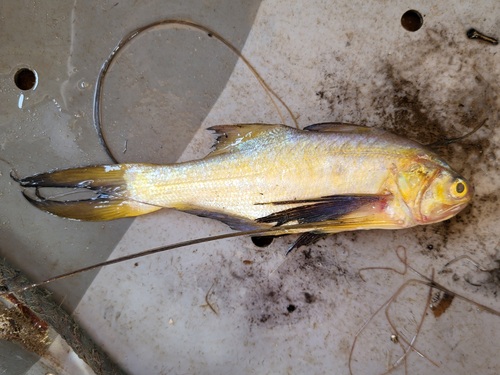 Royal threadfin (Pentanemus quinquarius) — Polynemidae