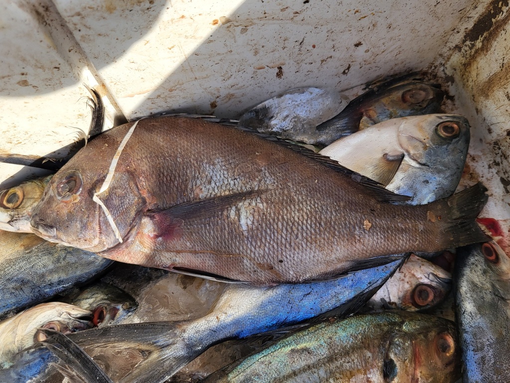 Rubberlip grunt (Plectorhinchus mediterraneus) — Haemulidae