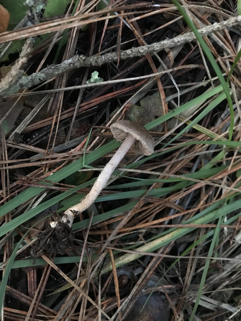 Inocybe sp. 'PNW17' · January 2026 · photo: © paganka (iNaturalist, cc-by-nc)