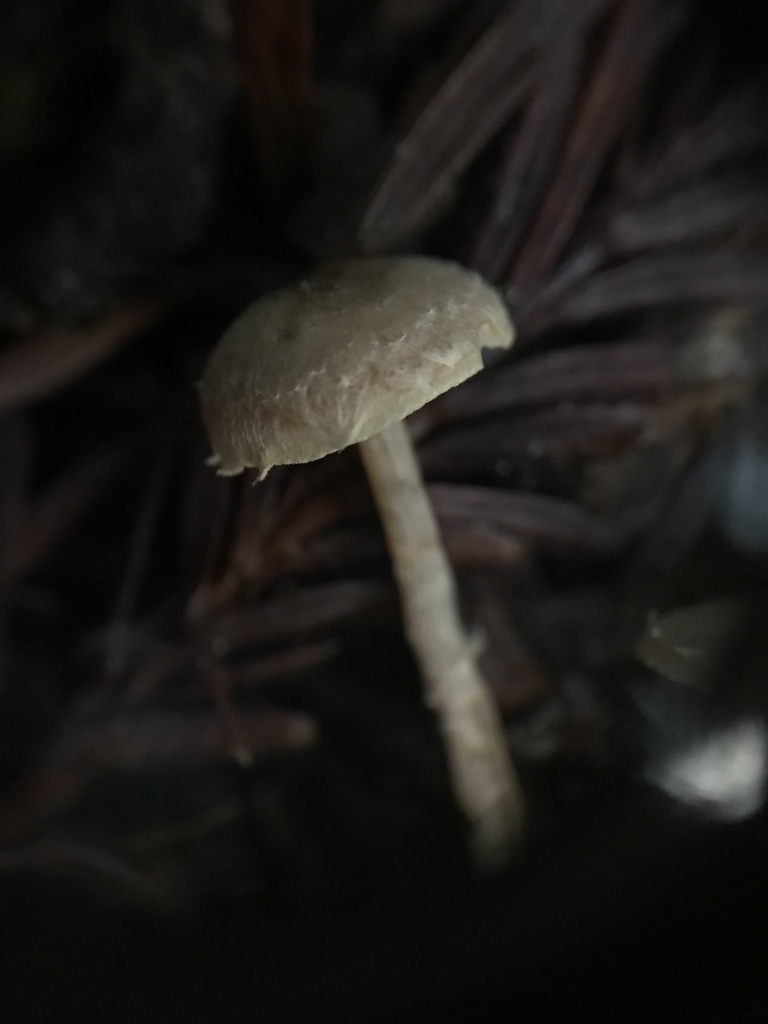 Tubaria sp. 'IN01' · January 2026 · photo: © paganka (iNaturalist, cc-by-nc)