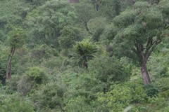 Encephalartos altensteinii