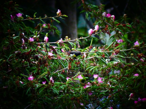 iNaturalist image