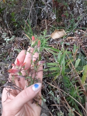 Castilleja quirosii