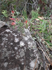 Castilleja quirosii