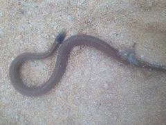 Storeria occipitomaculata obscura