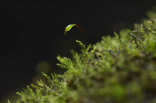 Rhynchostegiella teneriffae observed 2025-10-31