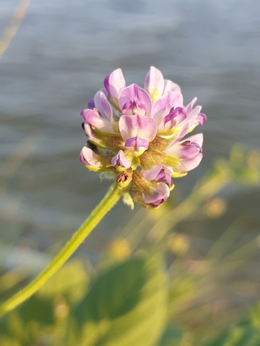 Cullen corylifolium, photograph 6