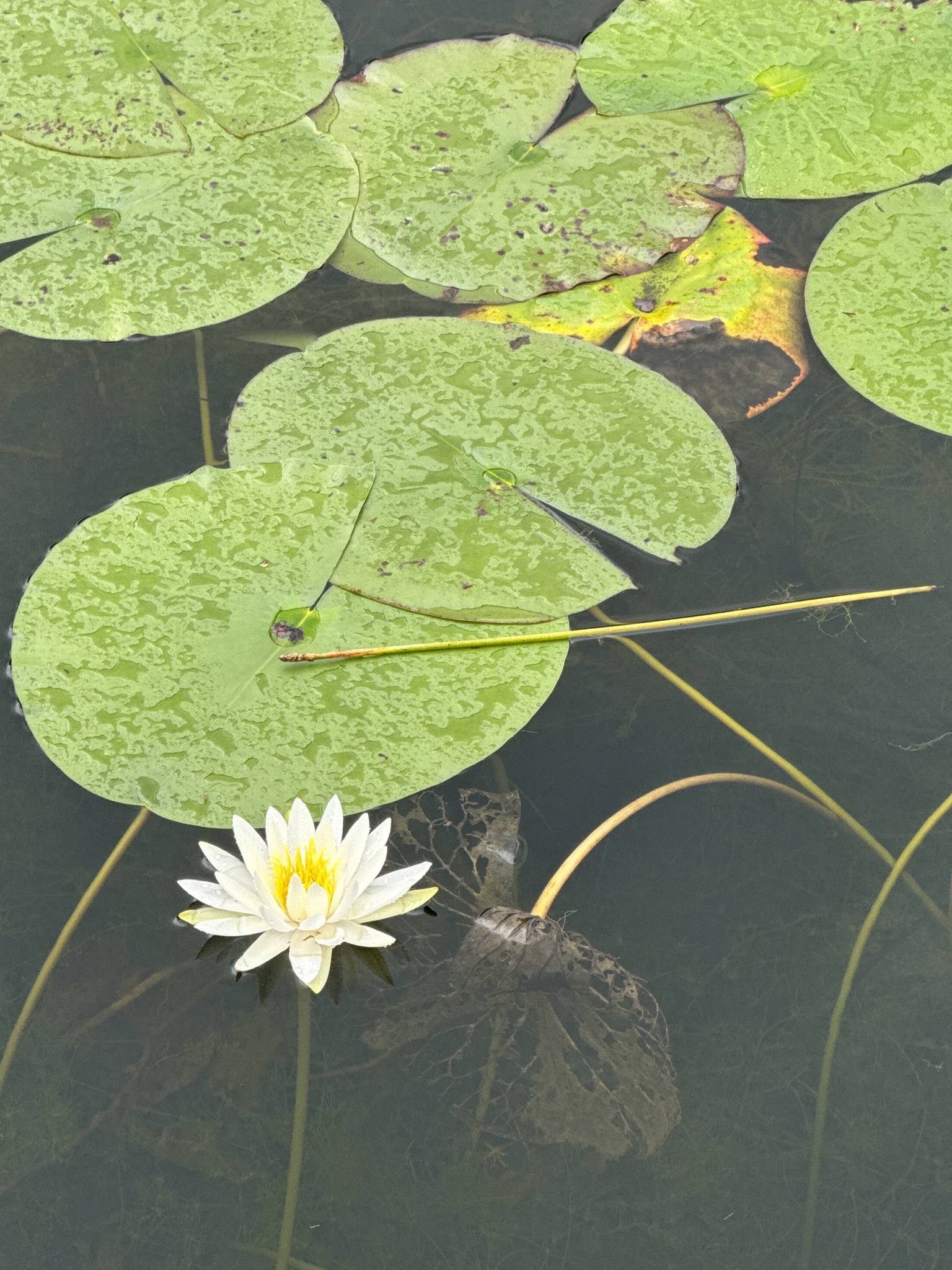 Fragrant water lily