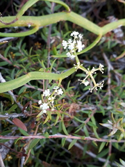Platysace compressa