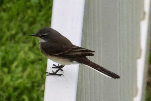 iNaturalist: (c) Ryan Woodrow, some rights reserved (CC BY-NC), uploaded by Ryan Woodrow iNaturalist image