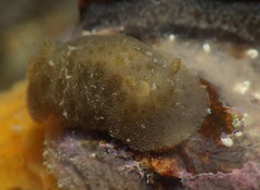 Jorunna tempisquensis