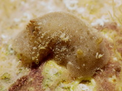 Jorunna tempisquensis