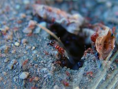 Solenopsis xyloni