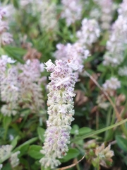 Platostoma menthoides