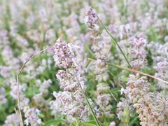 Platostoma menthoides