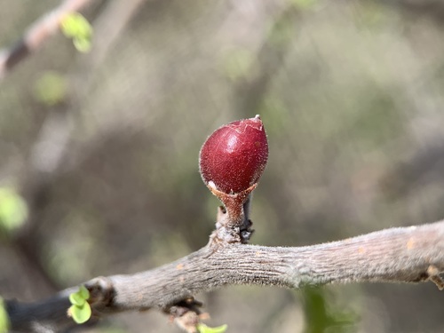 Bursera arida (Rose) Standl.