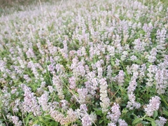 Platostoma menthoides