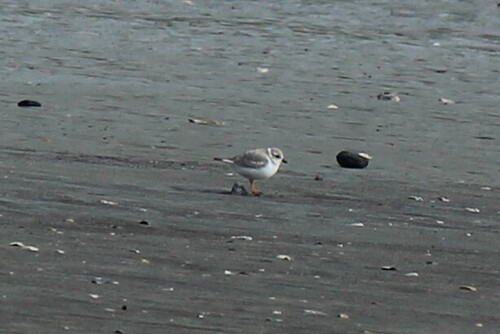 Piping Plover (Charadrius melodus), photo 4