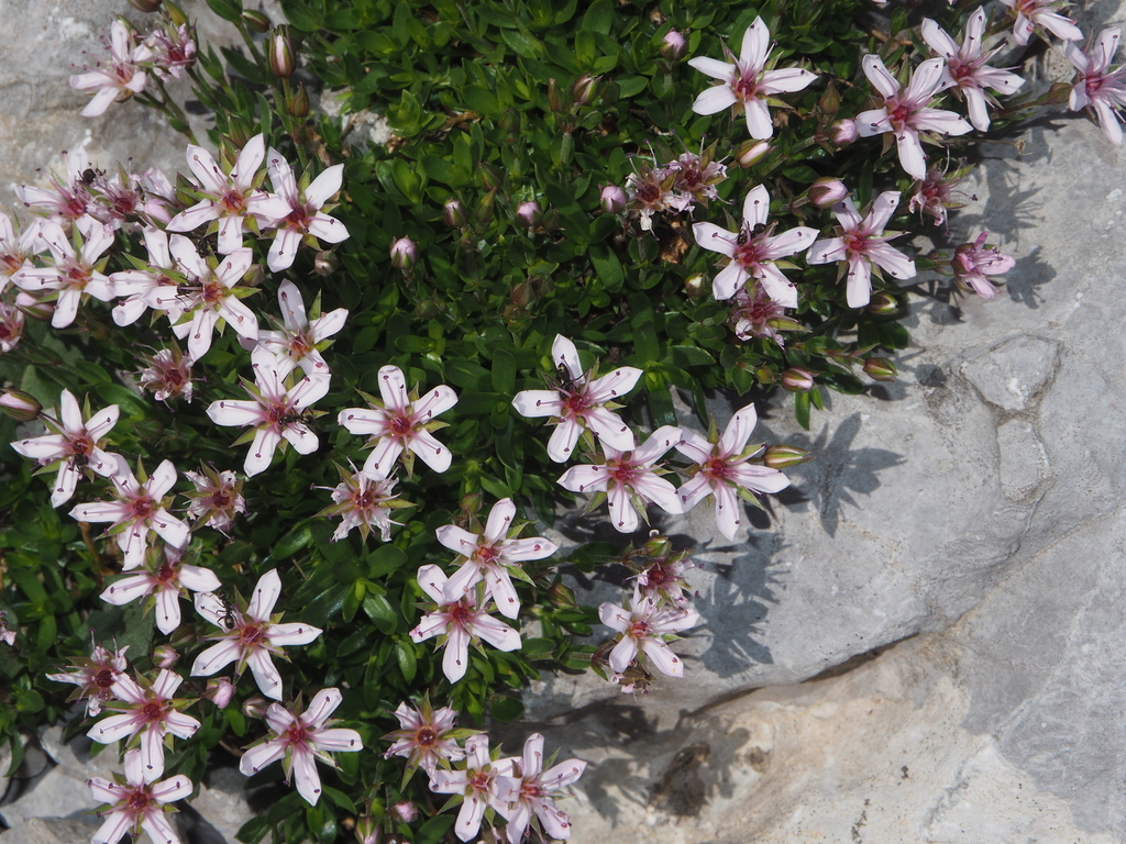 Pink Sandwort