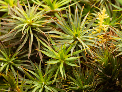 Dawsonia polytrichoides observed 2026-01-18