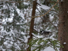 Periparus ater