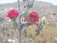 Melaleuca velutina
