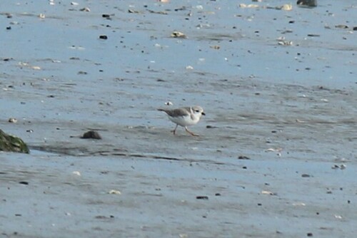 Piping Plover (Charadrius melodus), photo 3