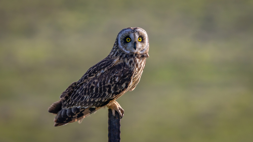 Short-eared Owl, photo 7 of 8