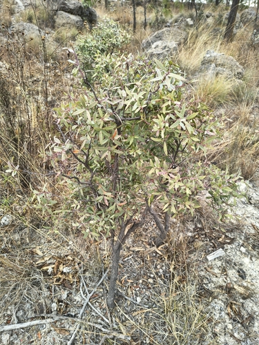 Airelle de Pennsylvanie (Vaccinium stenophyllum)