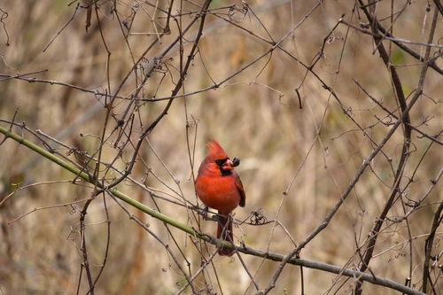 Northern Cardinal