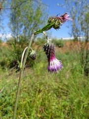Cirsium pendulum
