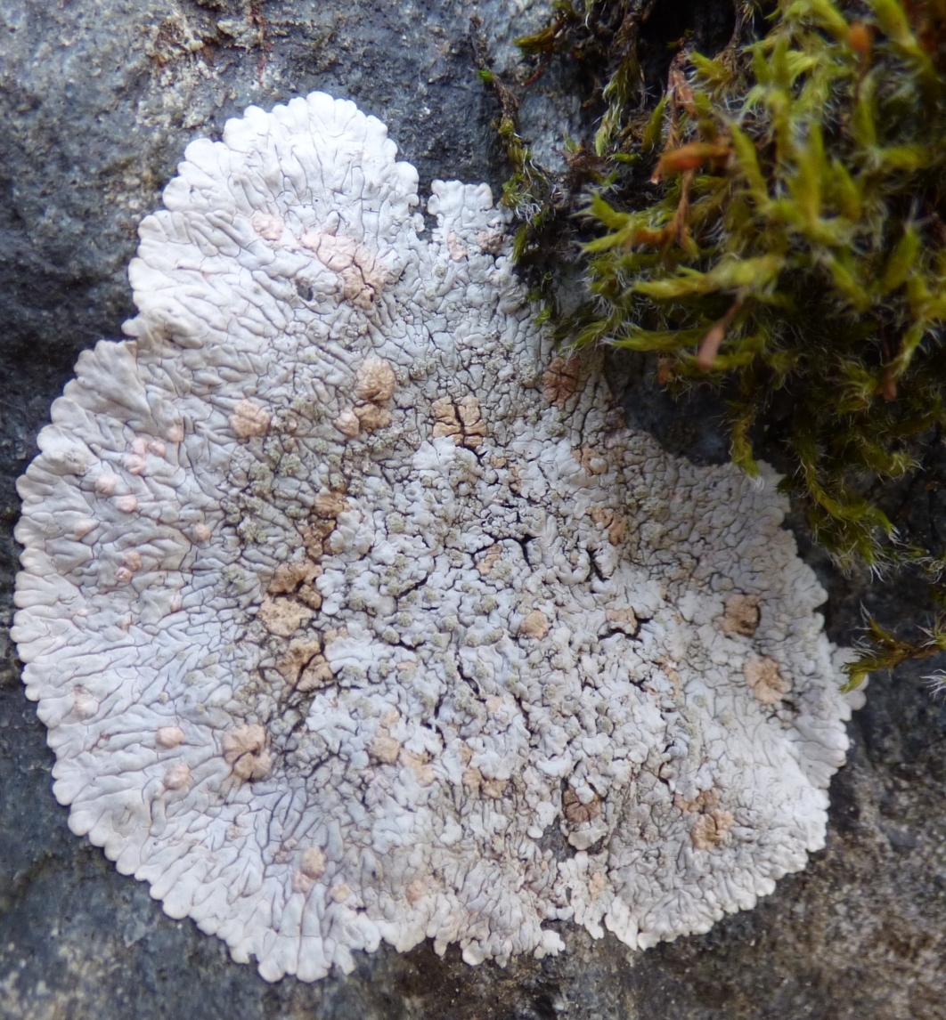 Placopsis gelida image