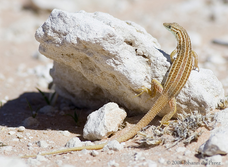 Namaqua Sand Lizard (Reptiles of namaqua national park) · iNaturalist